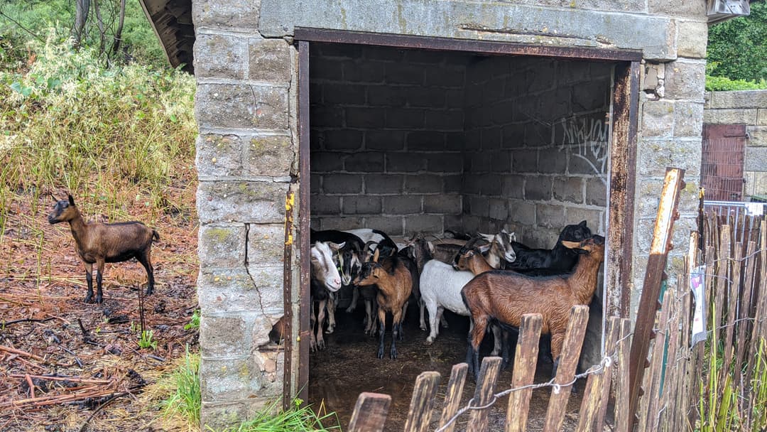 Goat Shack