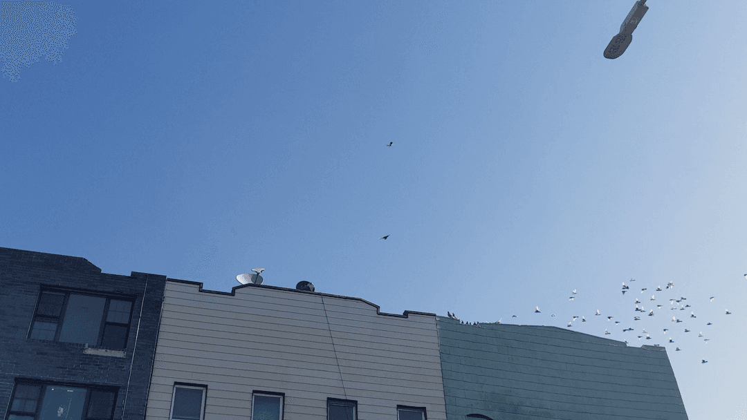 A Kit of Pigeons