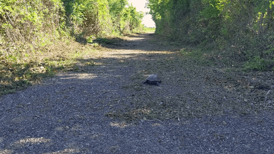 Turtle Power