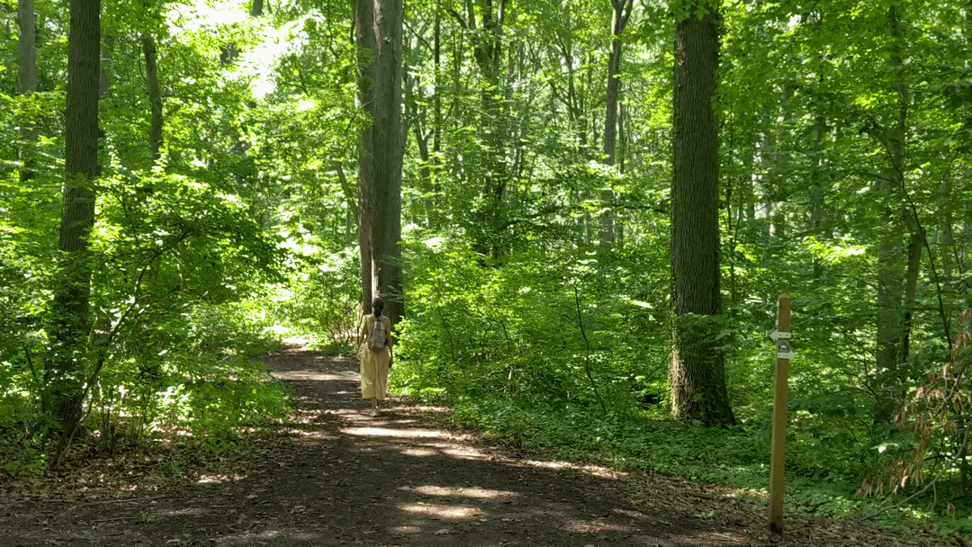 Alley Pond Park