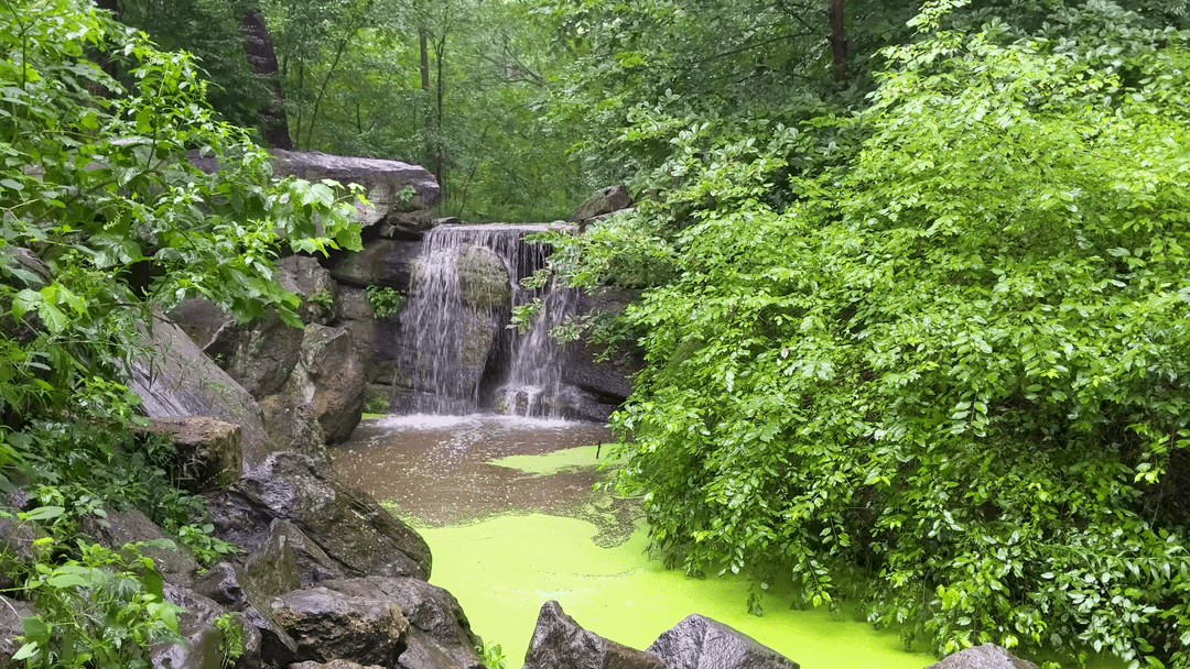 The Ravine