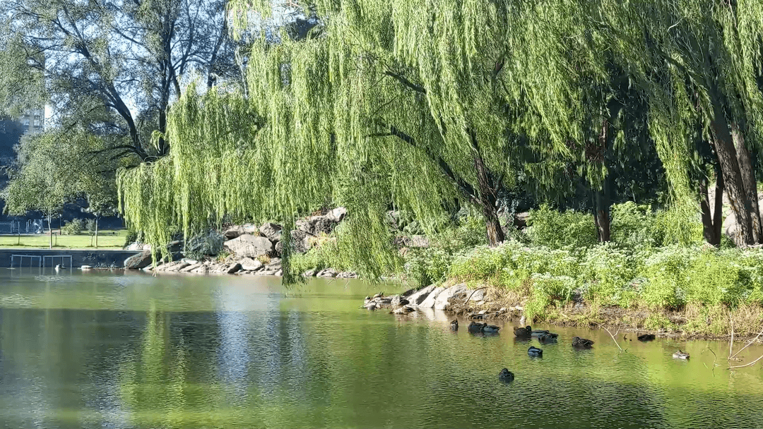 Morningside Park