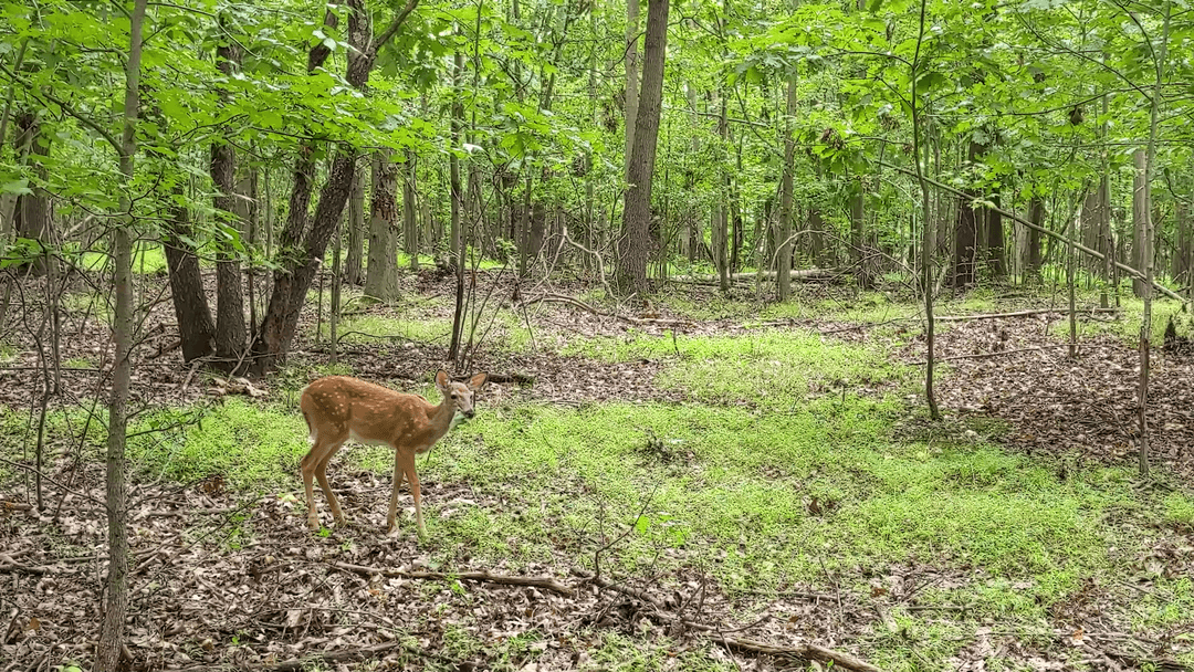 Lone  Fawn