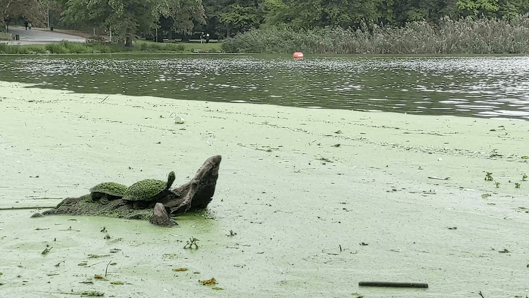Algae Pals