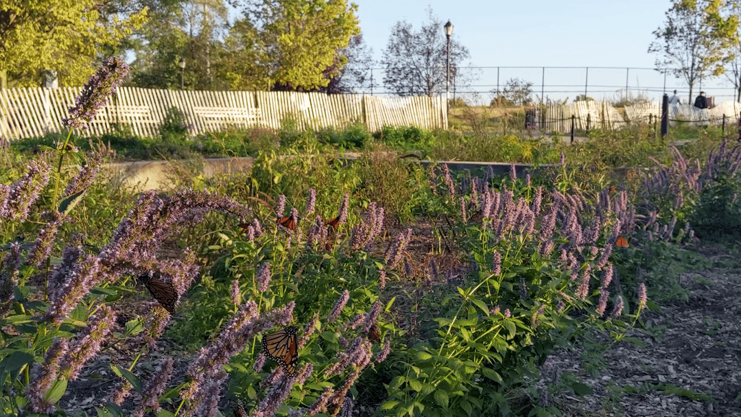 Monarch Migration