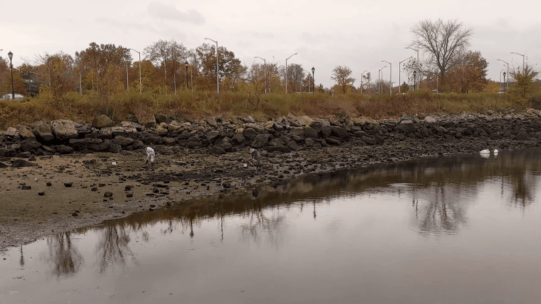Clam Digging