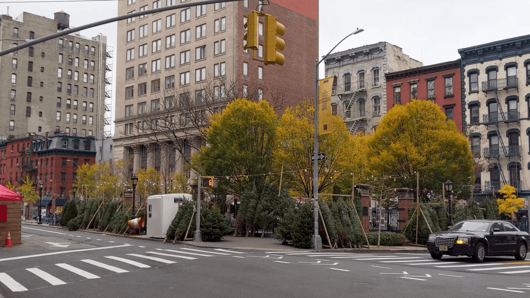 Street Trees