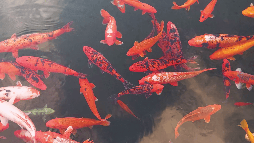 Green-Wood Koi