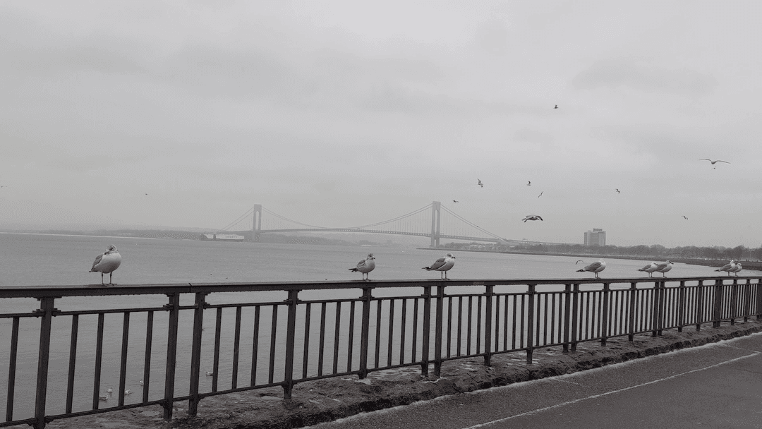 The Distant Verrazano