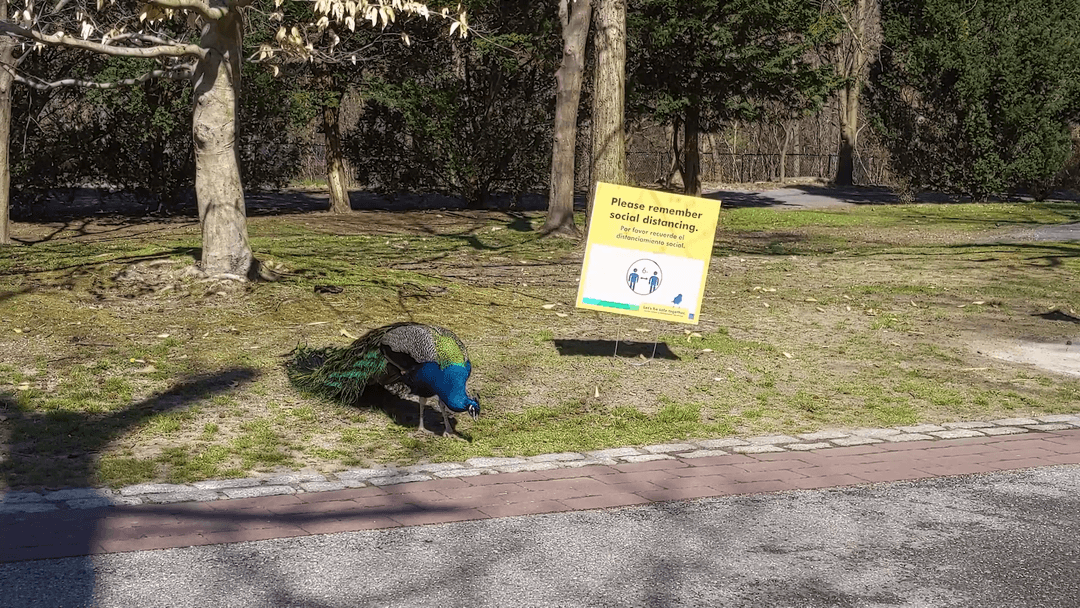 Social Distance Peacock