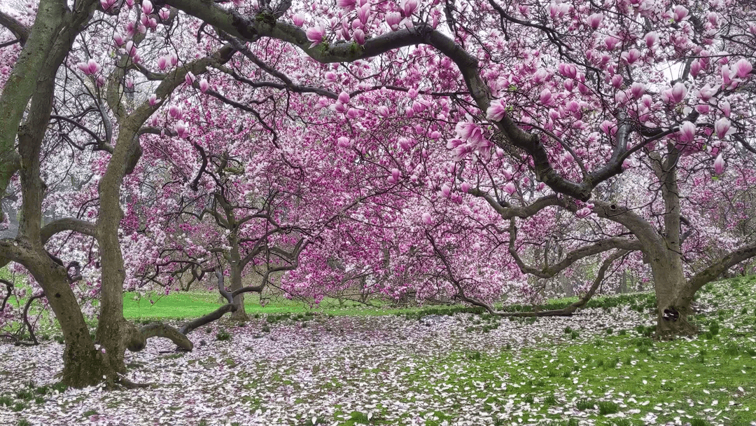 Magnolia Rain