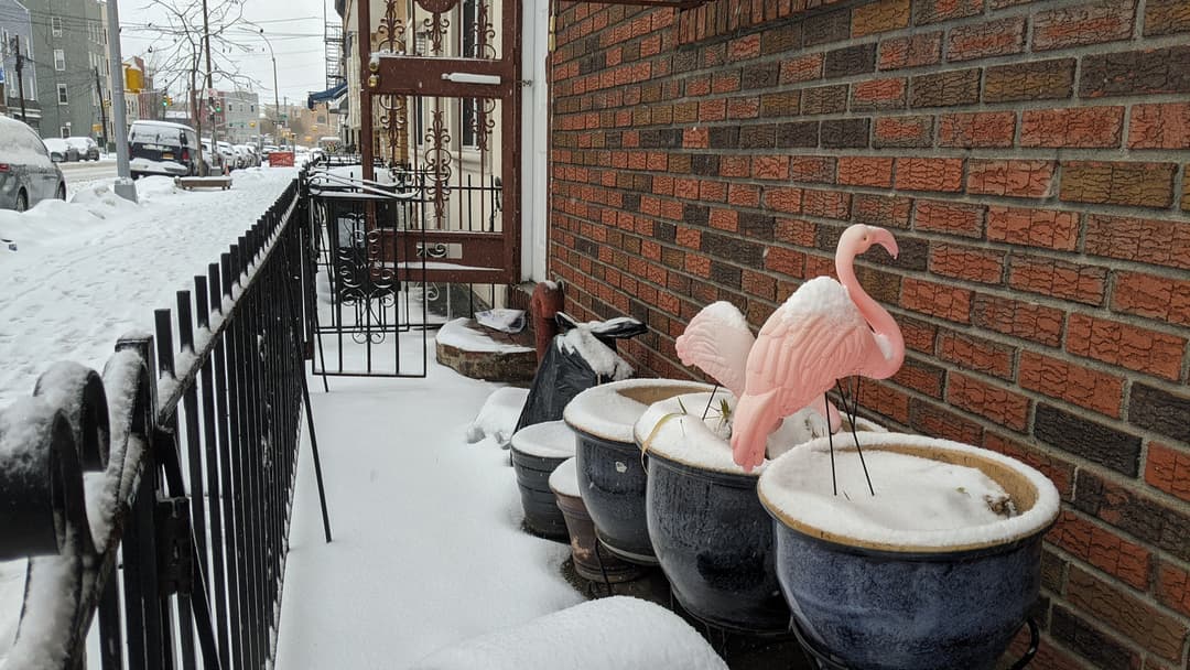 Flamingo Winter