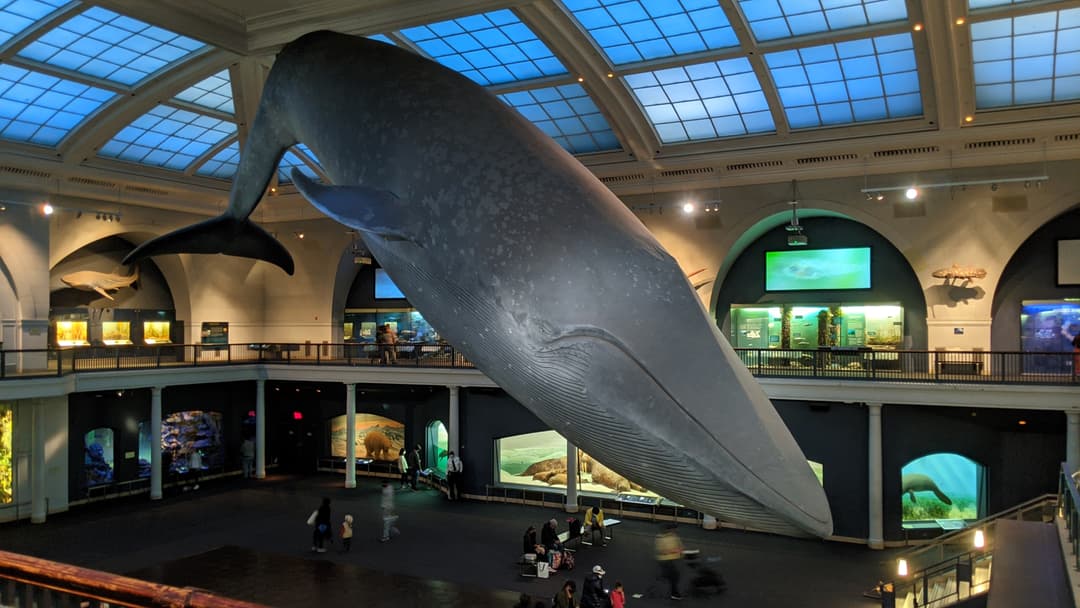 Blue Whale